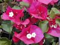 Bougainvillea spectabilis